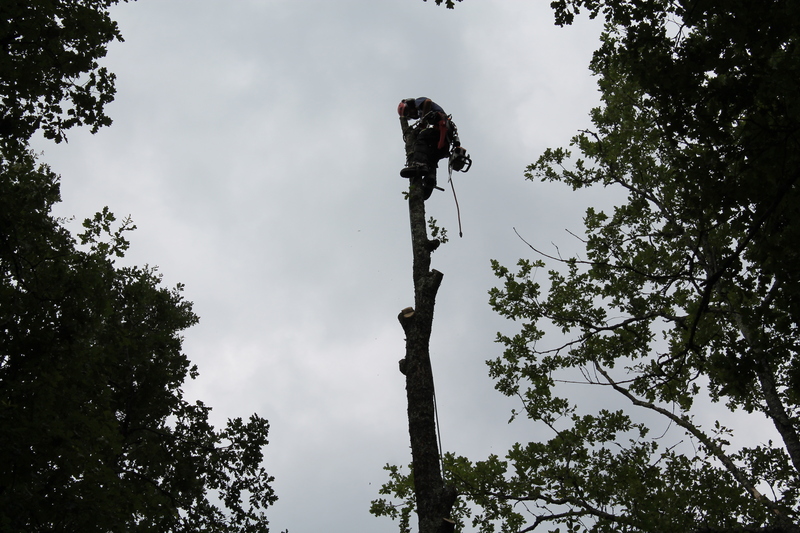 Abattage et démontage