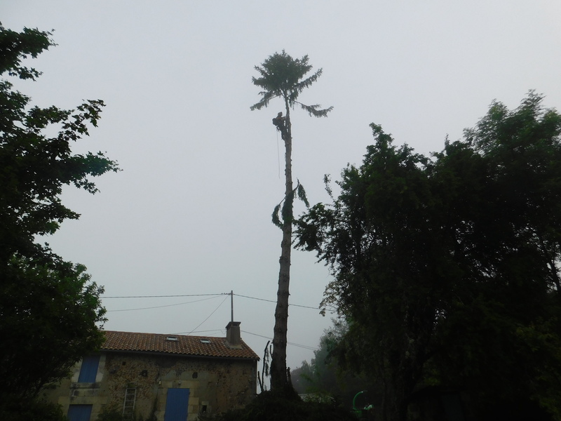 Abattage et démontage