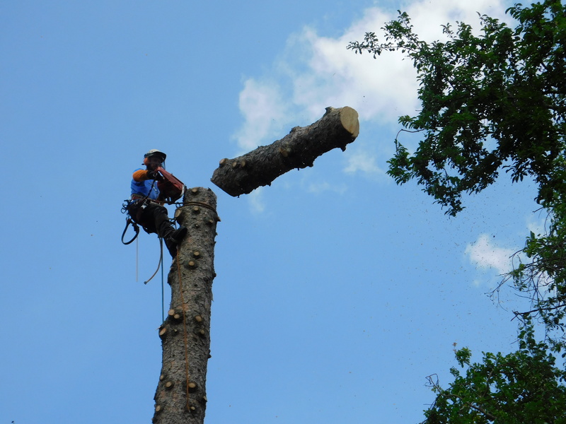Abattage et démontage
