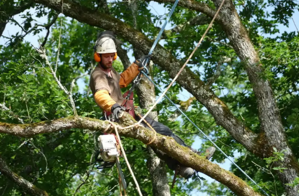 Élagage à Périgueux