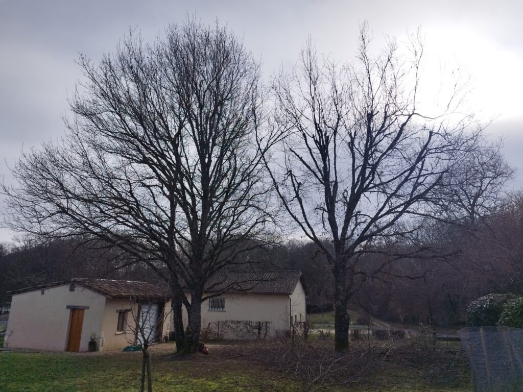 Élagage d 'un Chêne sur Vergt