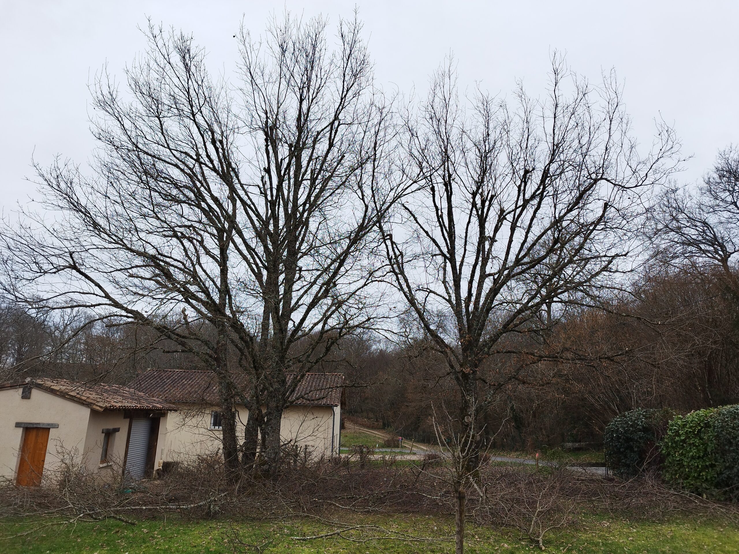 Élagage d &lsquo;un Chêne sur Vergt