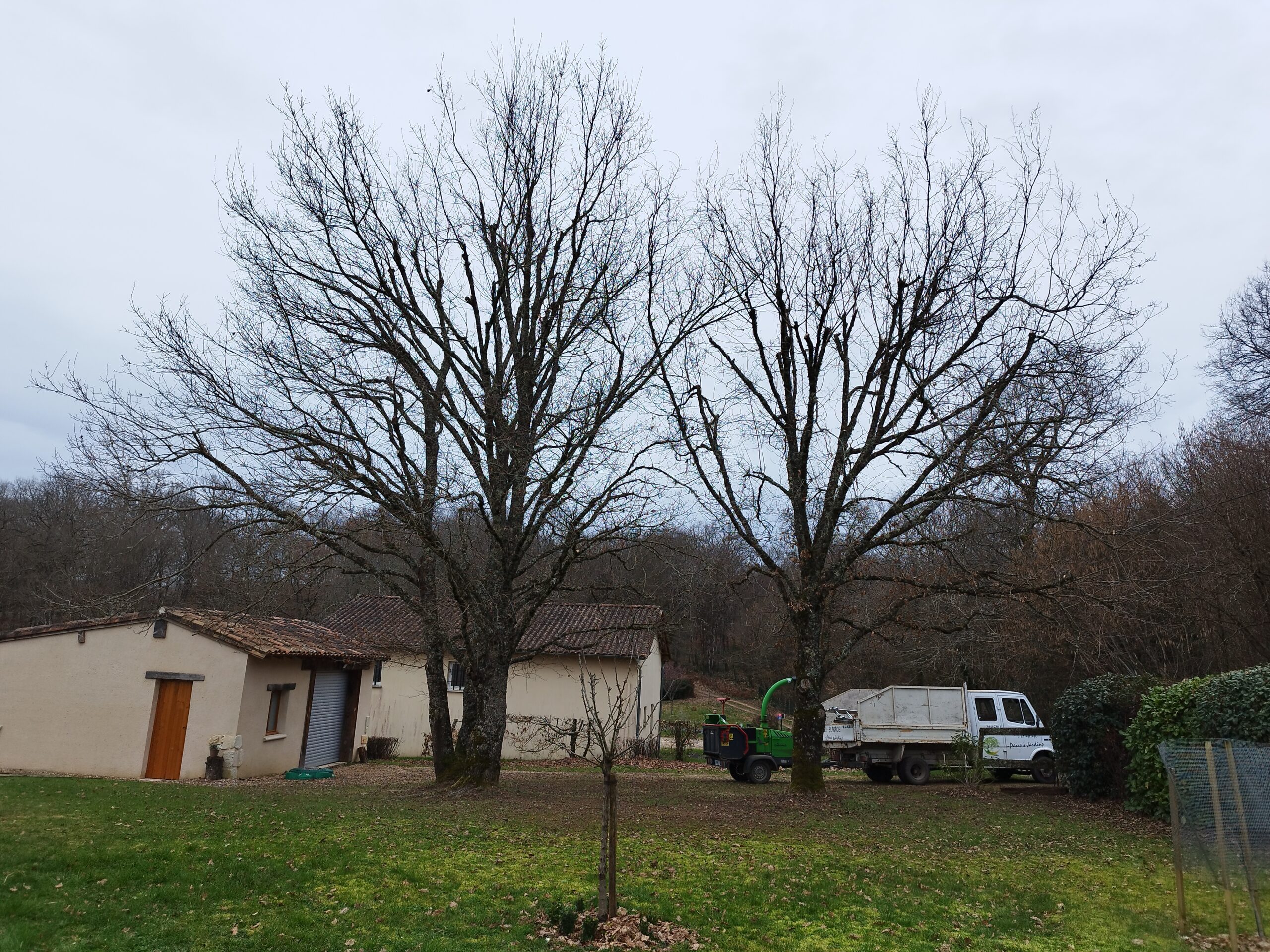 Élagage d &lsquo;un Chêne sur Vergt