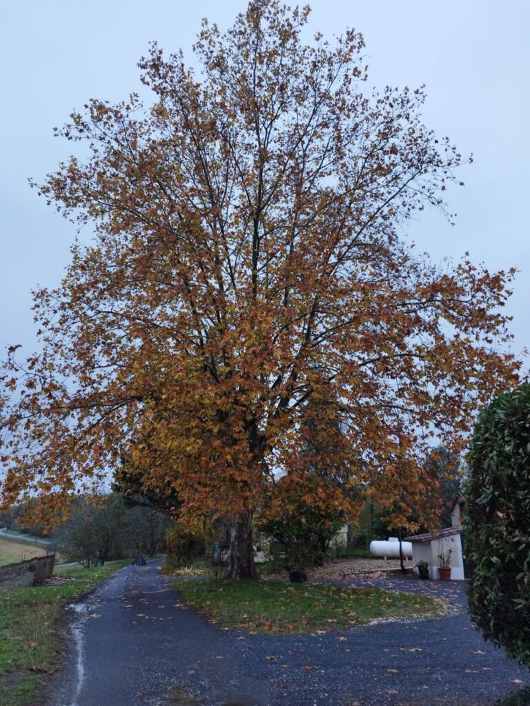 Réduction du Houppier