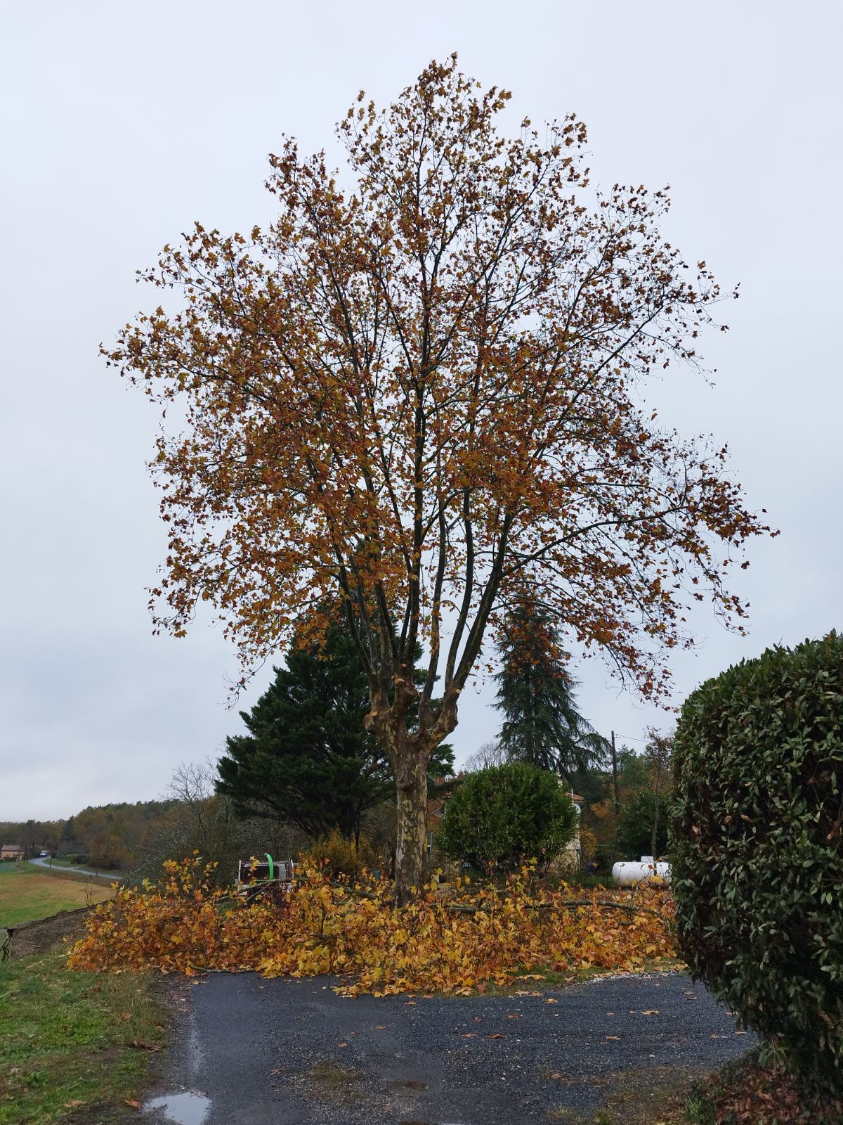Réduction du Houppier