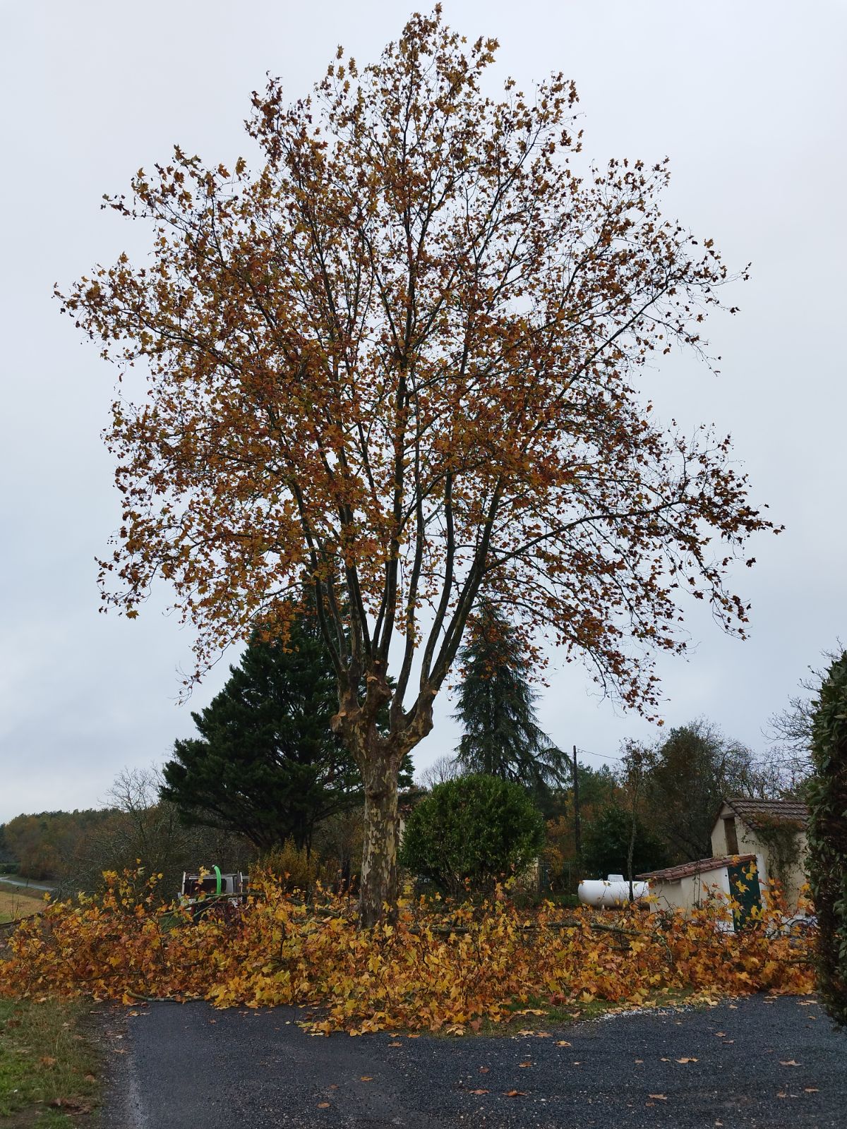 Réduction du Houppier