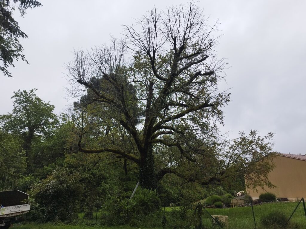 Démontage d’un Chêne à Église-Neuve-de-Vergt