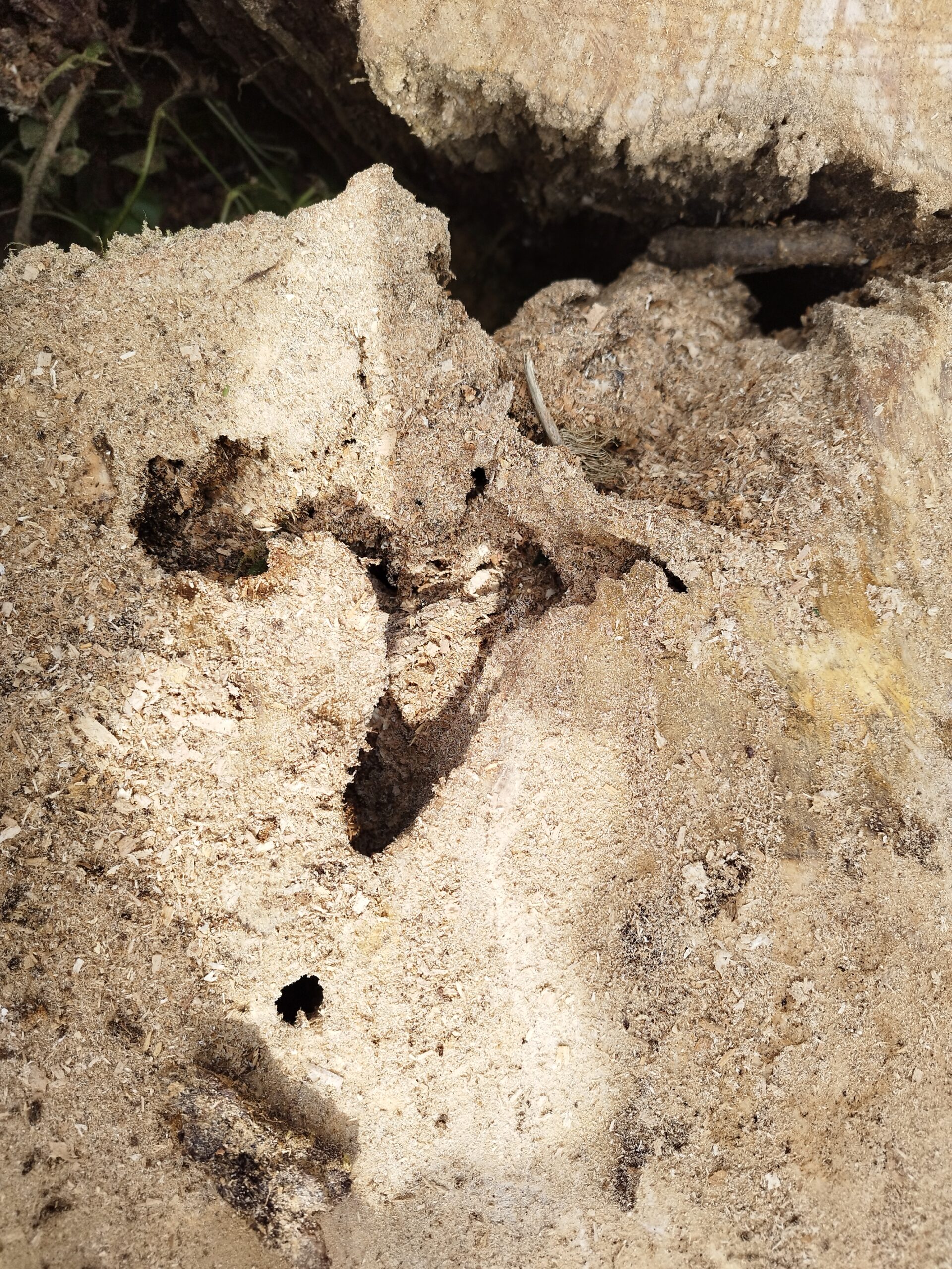 Démontage d’un Chêne à Église-Neuve-de-Vergt