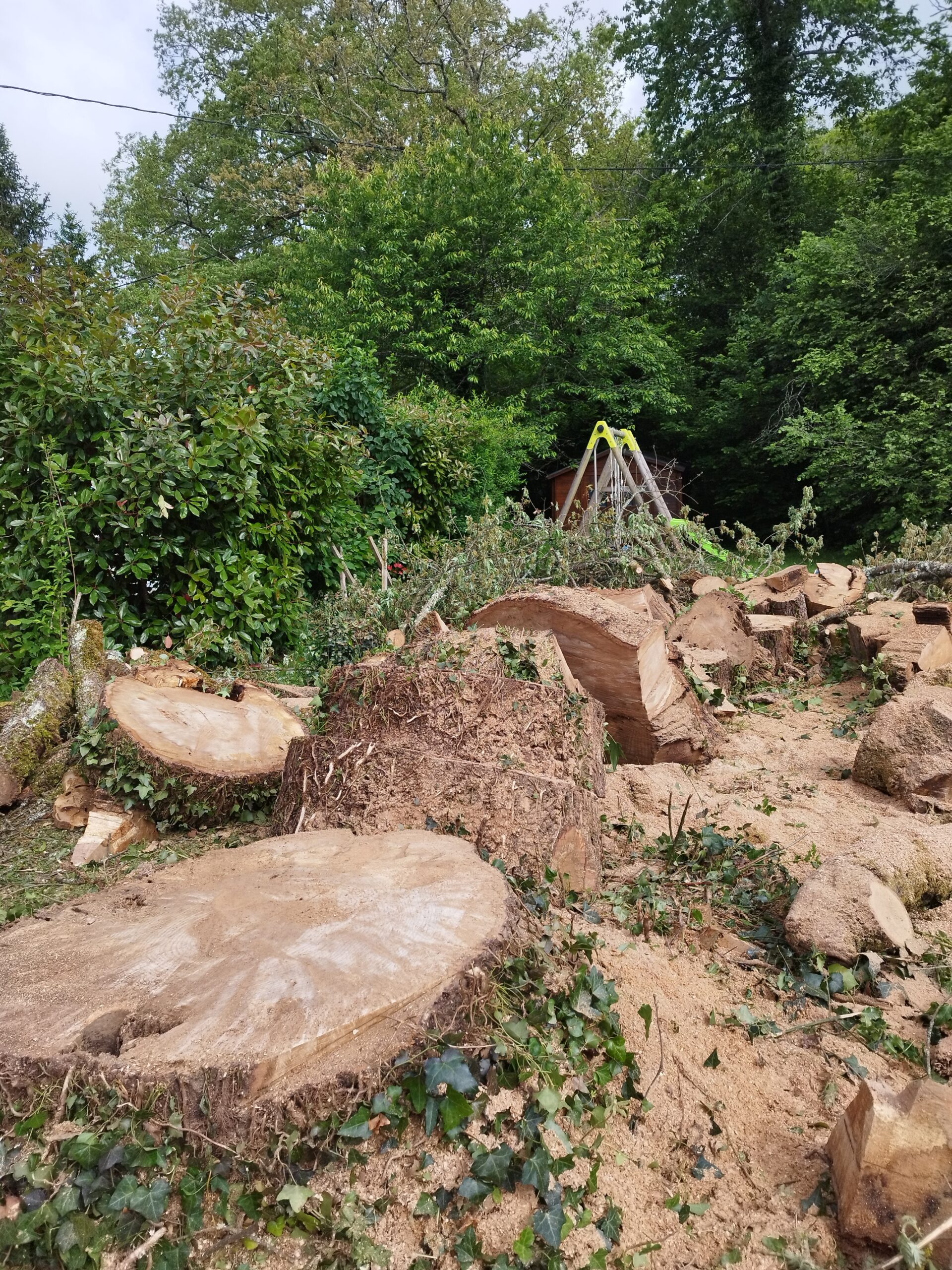 Démontage d’un Chêne à Église-Neuve-de-Vergt