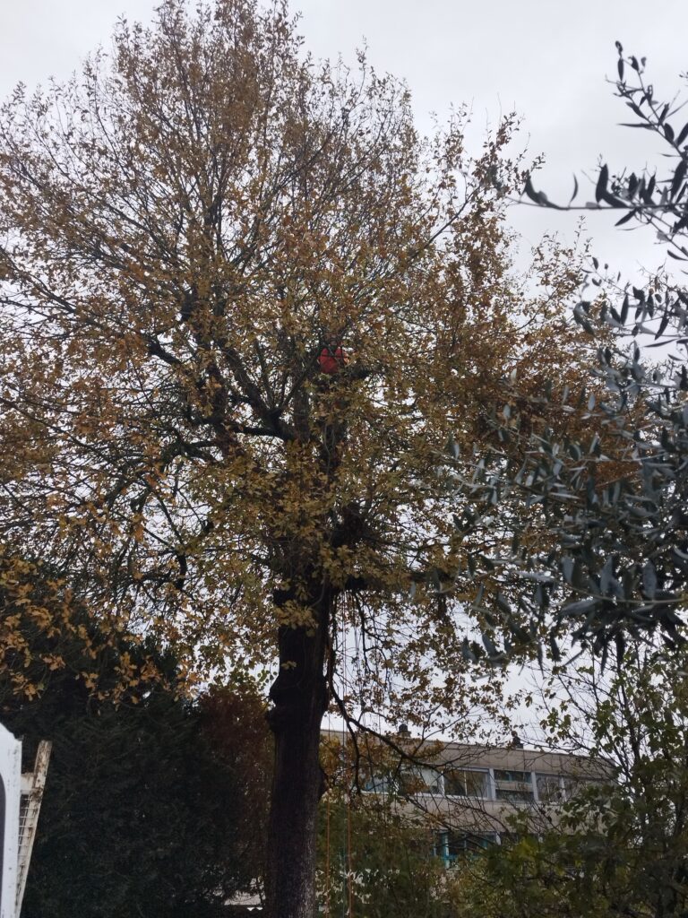 Réduction du houppier d’un chêne à Périgueux