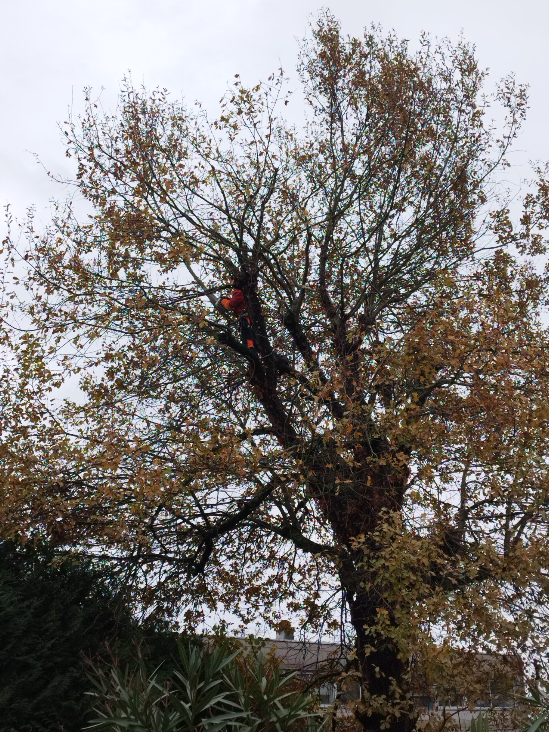 Réduction du houppier d’un chêne à Périgueux