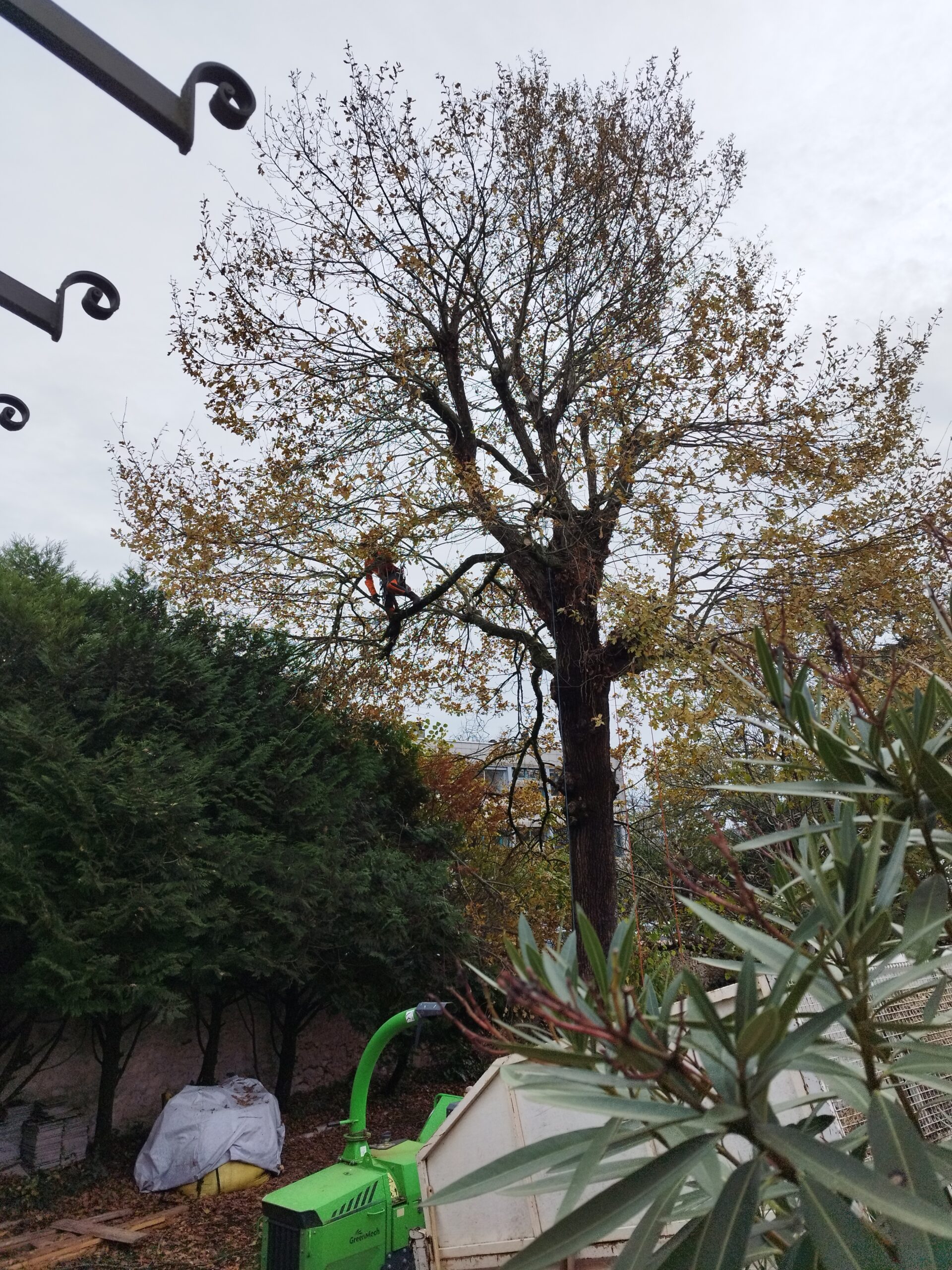 Réduction du houppier d’un chêne à Périgueux