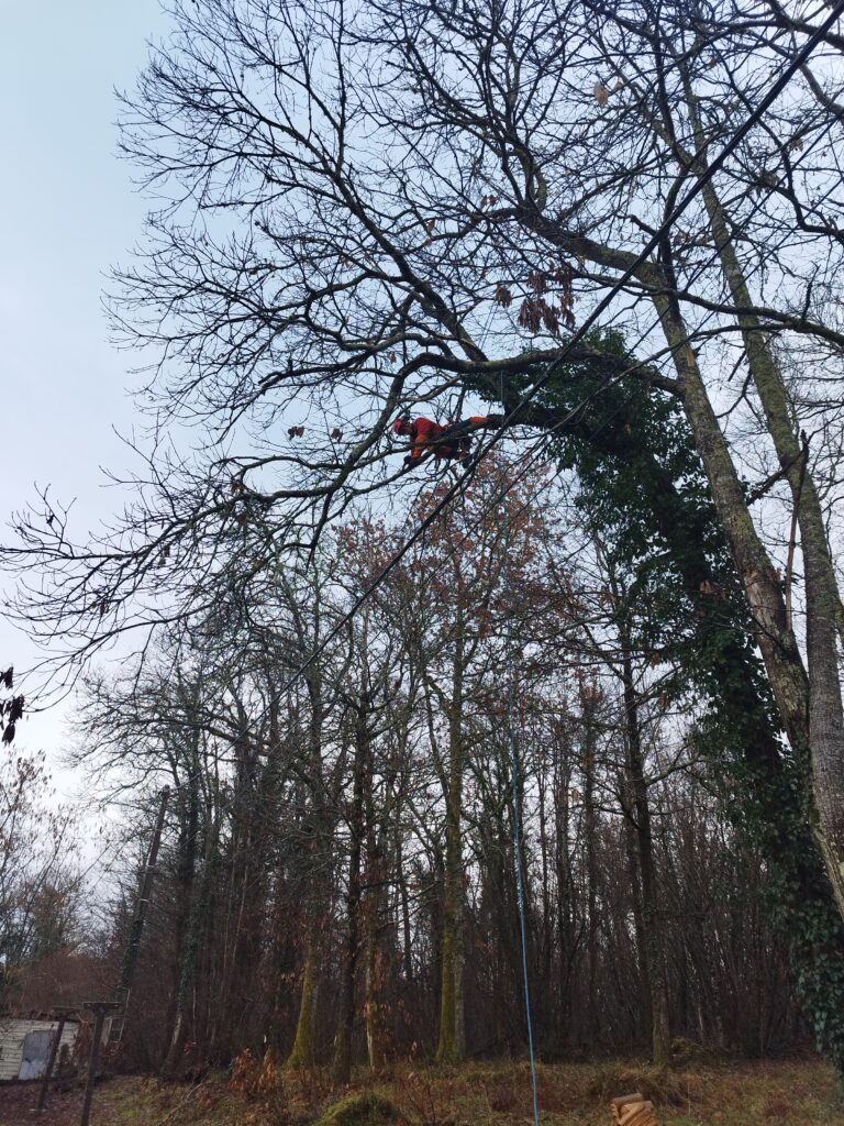 Élagage proximité des lignes électriques et téléphoniques