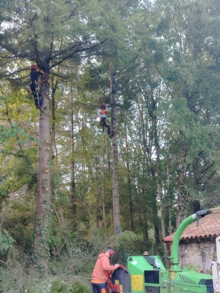 Abattage d’arbres à Périgueux