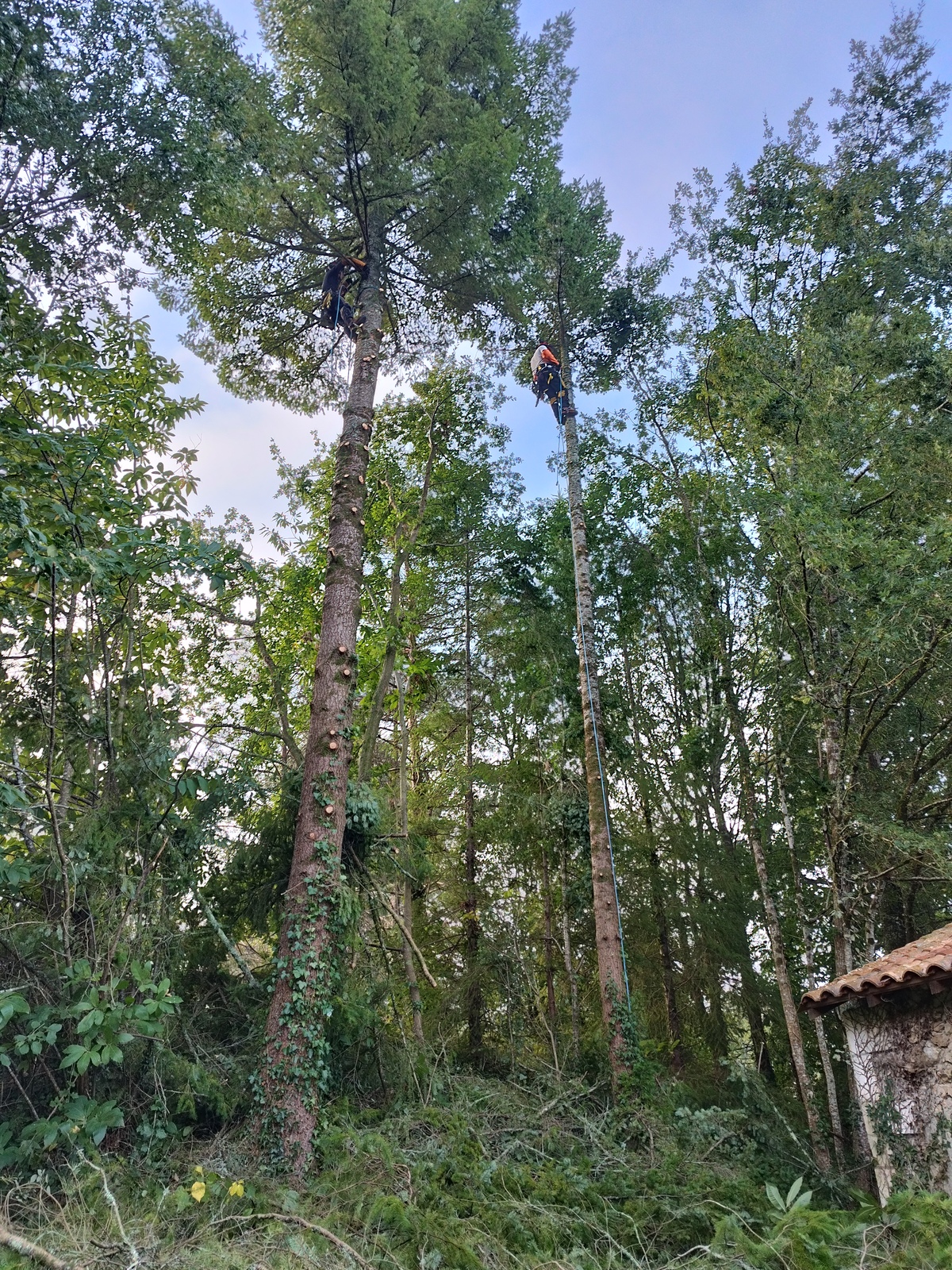 Abattage d’arbres à Périgueux