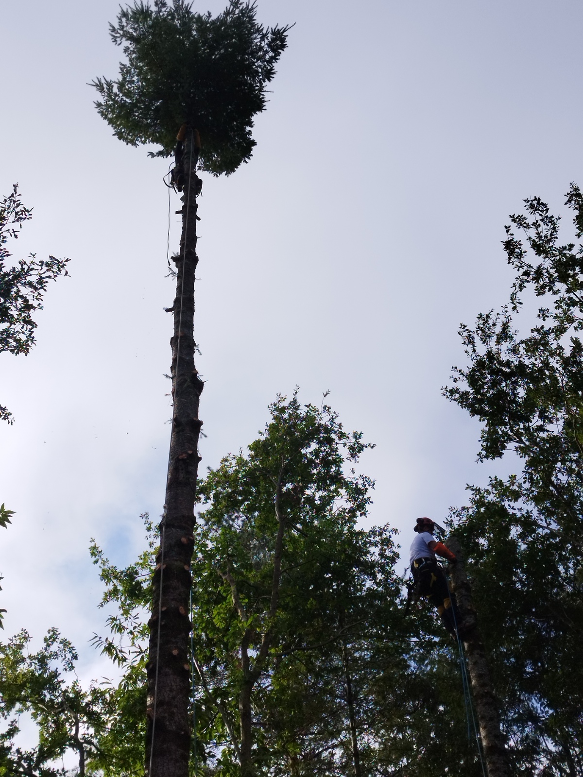 Abattage d’arbres à Périgueux