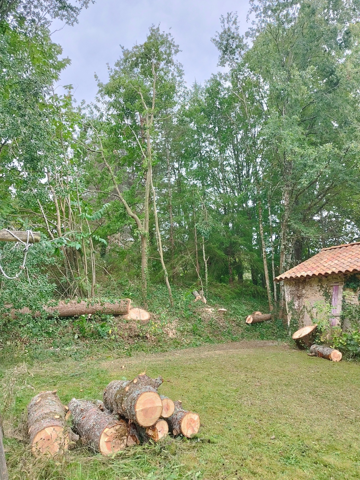 Abattage d’arbres à Périgueux