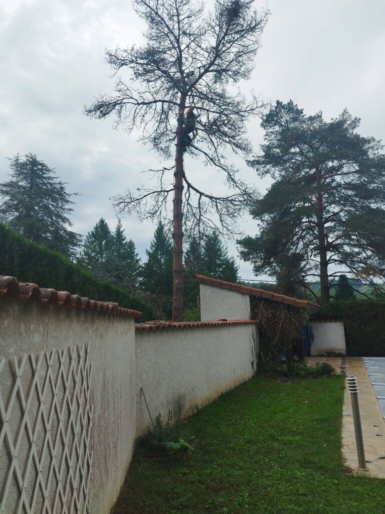 Abattage par démontage en rétention d’un Pin