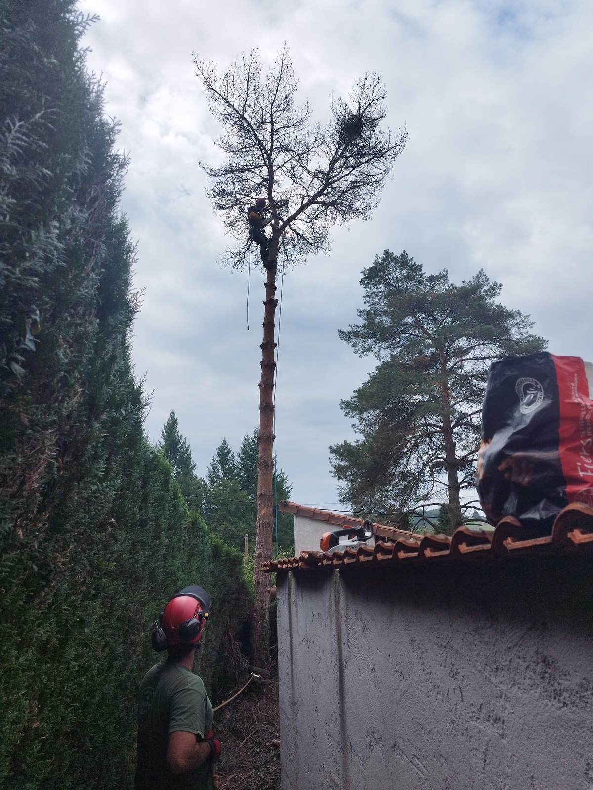Abattage par démontage en rétention d’un Pin