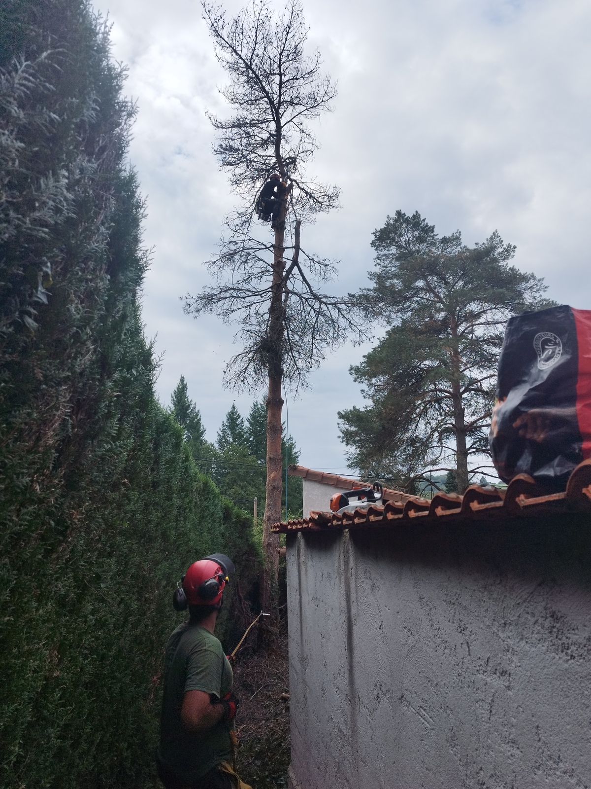 Abattage par démontage en rétention d’un Pin