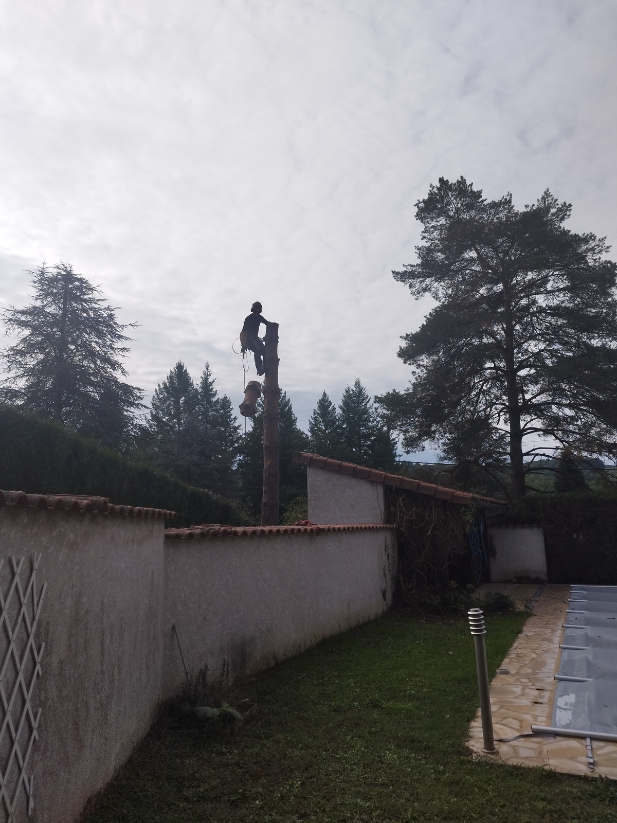 Abattage par démontage en rétention d’un Pin