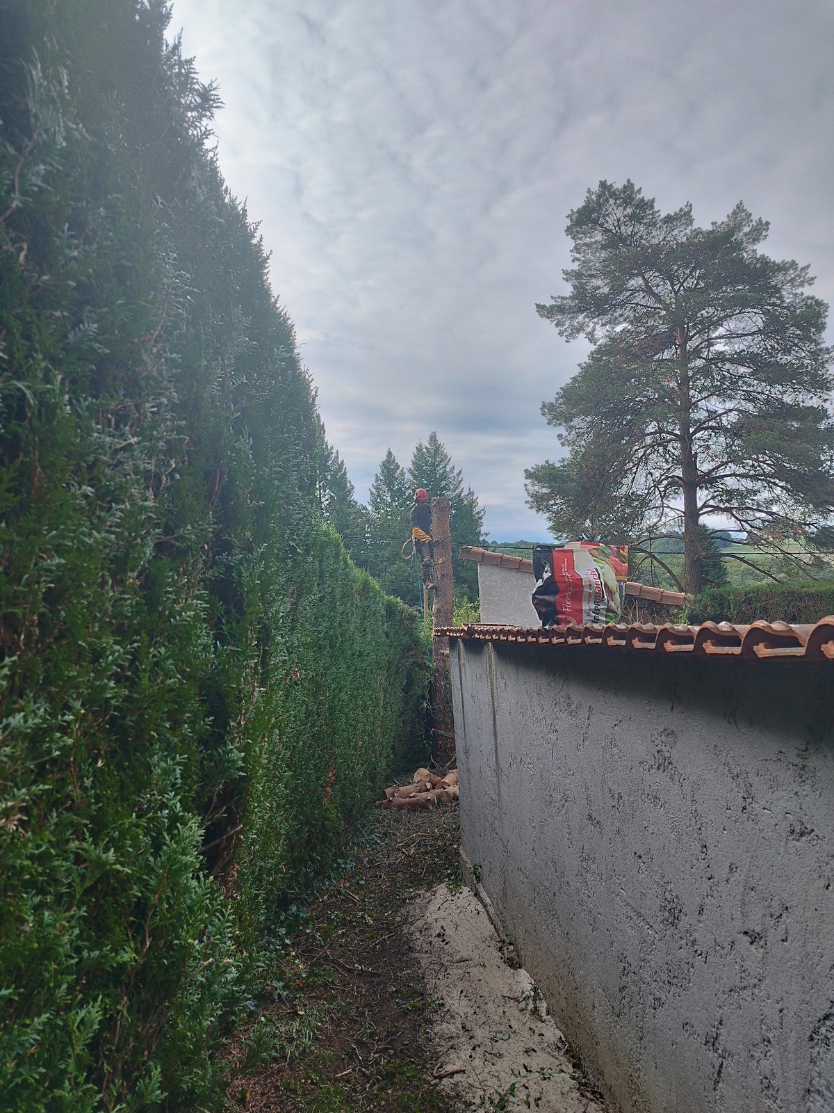 Abattage par démontage en rétention d’un Pin