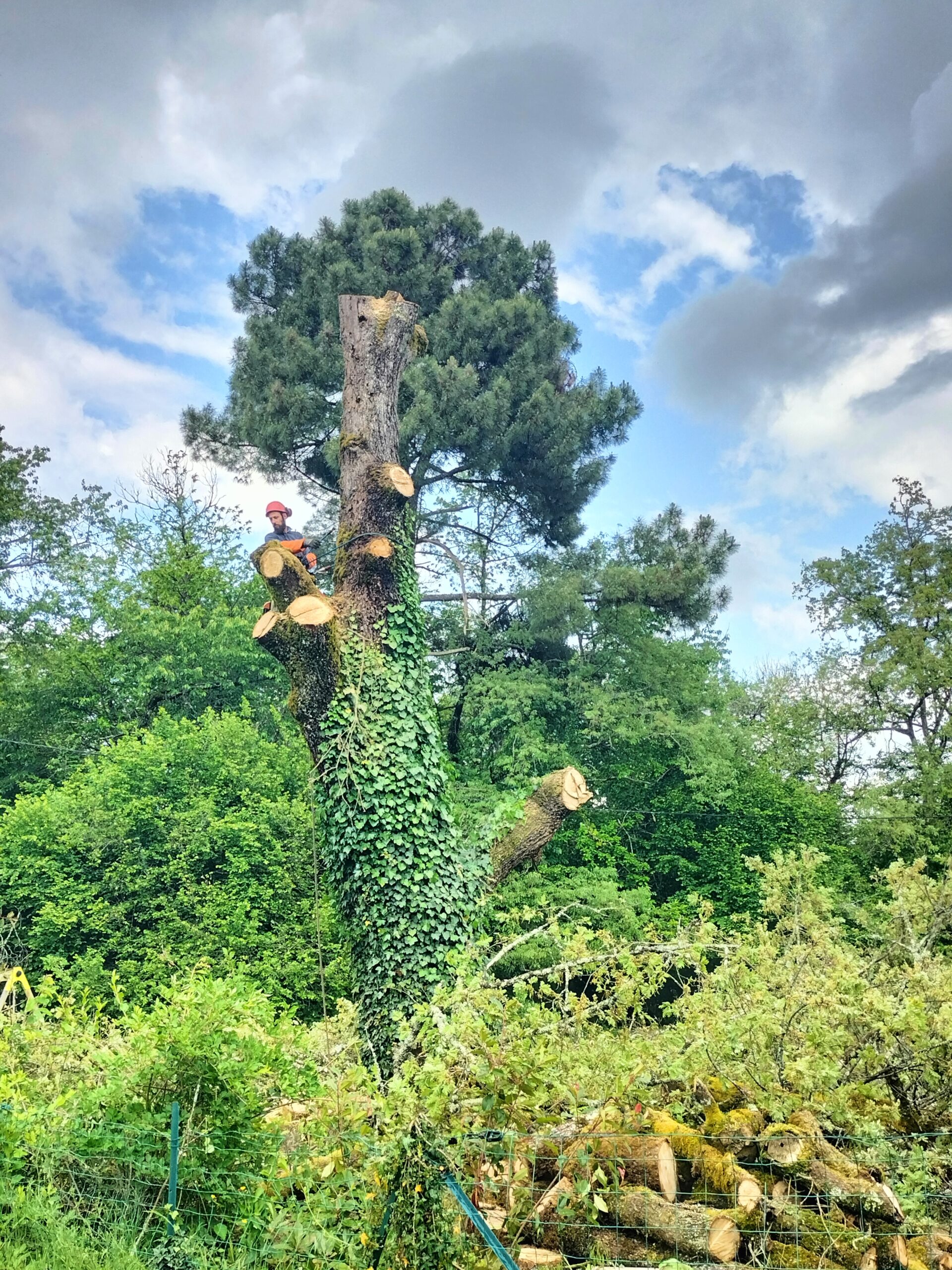 Démontage d’un Chêne à Église-Neuve-de-Vergt