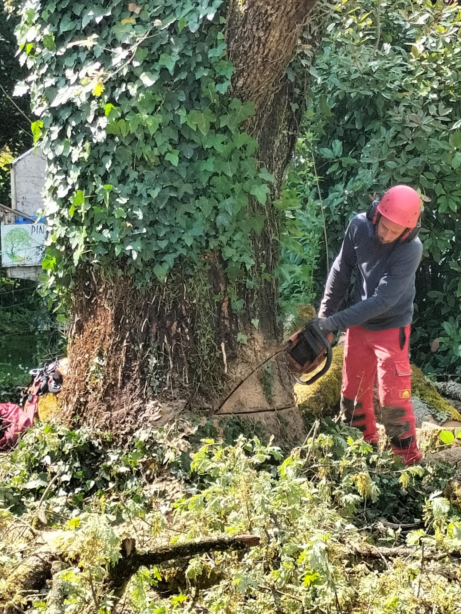 Démontage d’un Chêne à Église-Neuve-de-Vergt