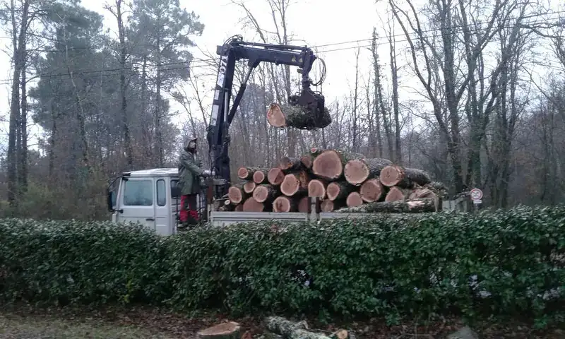 Camion grue forestier chargeant des grumes de bois Camion grue chargeant des grumes de bois dans une forêt avec un opérateur et une haie au premier plan.